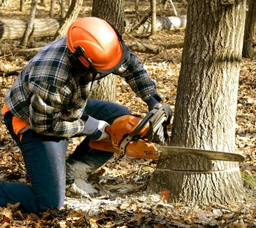 Tree Removal in Wallpack Center, NJ